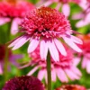 Raspberry Truffle Coneflower - Echinacea Plant - 2.5" Pot - Unique Blooms