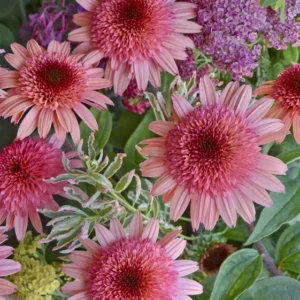 Raspberry Truffle Coneflower - Echinacea Plant - 2.5" Pot - Unique Blooms