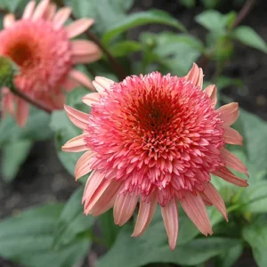 Raspberry Truffle Coneflower - Echinacea Plant - 2.5