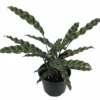 Rattlesnake Plant Calathea lancifolia 6" Pot Easy Houseplant