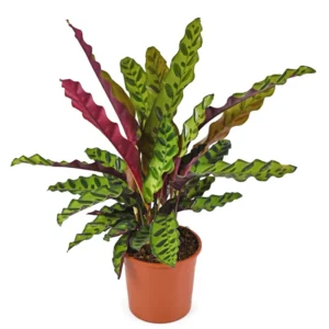 Rattlesnake Plant Calathea lancifolia Easy Houseplant 4