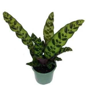 Rattlesnake Plant Calathea lancifolia Easy Houseplant 4