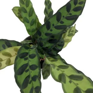 Rattlesnake Plant Calathea lancifolia Easy Houseplant 4