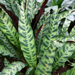 Rattlesnake Plant Calathea lancifolia Easy Houseplant 4