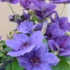 Ravel Clematis Vine Perennial - 2.5 Inch Pot - Purple Blue Flowers