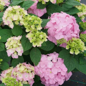 Reblooming Hydrangea Plant - 4 Inch Pot - Blue Flowers