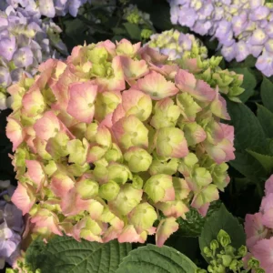 Reblooming Hydrangea Plant - 4 Inch Pot - Blue Flowers