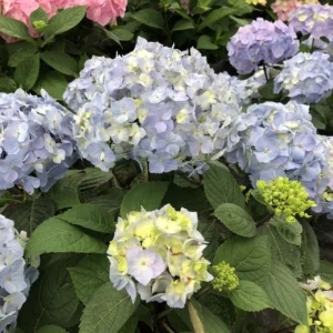 Reblooming Hydrangea Plant - 4 Inch Pot - Blue Flowers