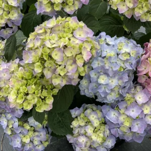 Reblooming Hydrangea Plant - 4 Inch Pot - Blue Flowers