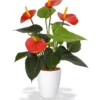 Red Anthurium Live Plant with Free Plant Food - Blooming Houseplant