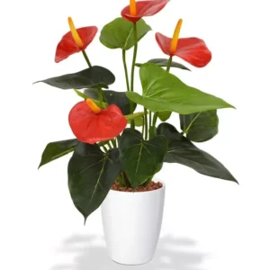 Red Anthurium Live Plant with Free Plant Food - Blooming Houseplant