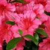 Red Bird Azalea Live Plant - Blooming Evergreen Bush Shrub - Spring Interest