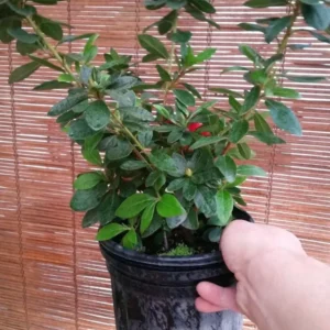 Red Bird Azalea Live Plant - Blooming Evergreen Bush Shrub - Spring Interest