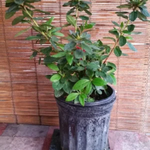 Red Bird Azalea Live Plant - Blooming Evergreen Bush Shrub - Spring Interest