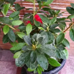 Red Bird Azalea Live Plant - Blooming Evergreen Bush Shrub - Spring Interest