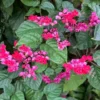 Red Bleeding Heart Vine Plant - Clerodendrum Thomsoniae - 5-8 Inch - Flowering Vine