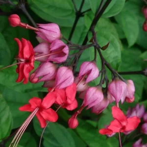 Red Bleeding Heart Vine Plant - Clerodendrum Thomsoniae - 5-8 Inch - Flowering Vine