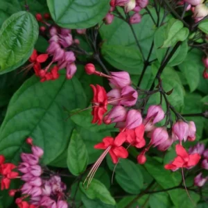 Red Bleeding Heart Vine Plant - Clerodendrum Thomsoniae - 5-8 Inch - Flowering Vine