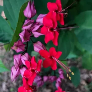 Red Bleeding Heart Vine Plant - Clerodendrum Thomsoniae - 5-8 Inch - Flowering Vine