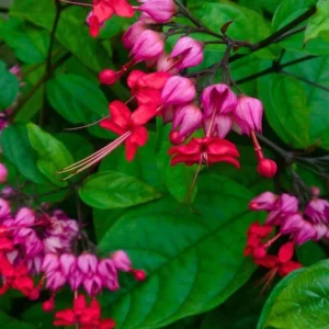 Red Bleeding Heart Vine Plant - Clerodendrum Thomsoniae - 5-8 Inch - Flowering Vine