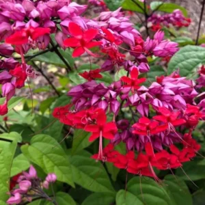Red Bleeding Heart Vine Plant - Clerodendrum Thomsoniae - 5-8 Inch - Flowering Vine