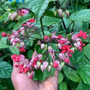 Red Bleeding Heart Vine Plant - Clerodendrum Thomsoniae - 5-8 Inch - Flowering Vine