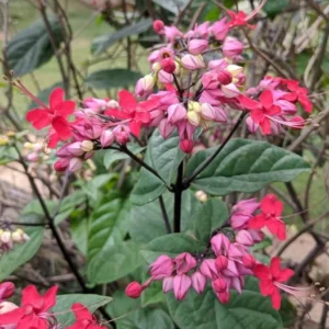 Red Bleeding Heart Vine Plant - Clerodendrum Thomsoniae - 5-8 Inch - Flowering Vine