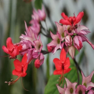 Red Bleeding Heart Vine Plant - Clerodendrum Thomsoniae - 5-8 Inch - Flowering Vine