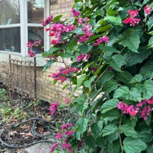 Red Bleeding Heart Vine Plant - Clerodendrum Thomsoniae - 5-8 Inch - Flowering Vine