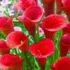 Red Calla Lily Live Plant - In Blooming - 15 to 20 Inch Height - 1 Gallon Pot