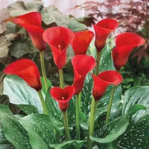 Red Calla Lily Live Plant - In Blooming - 15 to 20 Inch Height - 1 Gallon Pot