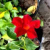 Red Dipladenia Madinia Live Plant - Red Trumpet Flower - Bush/Shrub Form