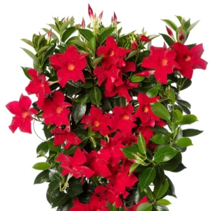 Red Dipladenia Madinia Live Plant - Red Trumpet Flower - Bush/Shrub Form