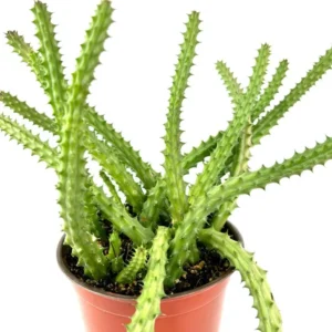 Red Dragon Cactus Huernia Scheideriana Plant - 6 Inch Pot - Unusual Succulent