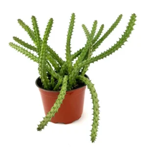 Red Dragon Cactus Huernia Scheideriana Plant - 6 Inch Pot - Unusual Succulent