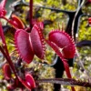 Red Dragon Venus Fly Trap Plant - Dionaea Muscipula Akai Rye - 3" Pot