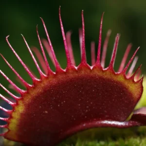 Red Dragon Venus Fly Trap Plant - Dionaea Muscipula Akai Rye - 3