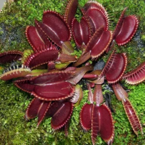 Red Dragon Venus Fly Trap Plant - Dionaea Muscipula Akai Rye - 3