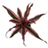 Red Earth Star Plant Cryptanthus - 5" Pot Houseplant