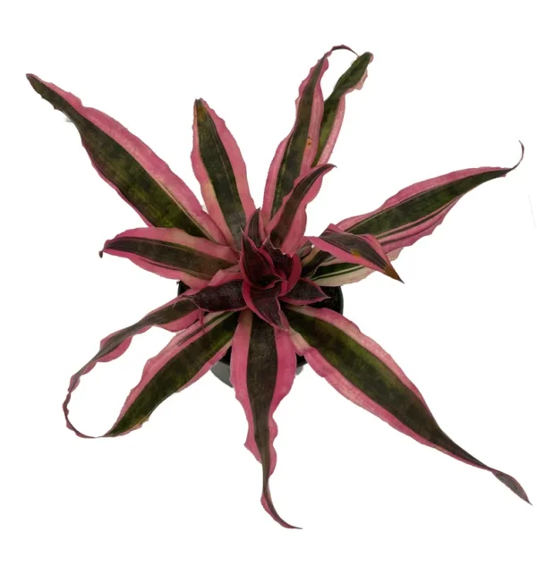 Red Earth Star Plant Cryptanthus - 5" Pot Houseplant