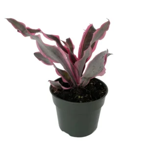 Red Earth Star Plant Cryptanthus - 5" Pot Houseplant