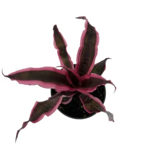 Red Earth Star Plant Cryptanthus - 5