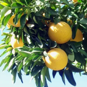 Red Flame Grapefruit Tree - Fruiting Size - 4x12