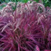 Red Fountain Grass Plant 10 Pack Bare Root Perennial Ornamental Pennisetum