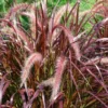 Red Fountain Grass Plant Perennial Bare Root Ornamental Pennisetum Setaceum 'Rubrum' Starter
