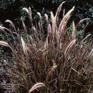 Red Fountain Grass Plant Perennial Bare Root Ornamental Pennisetum Setaceum 'Rubrum' Starter