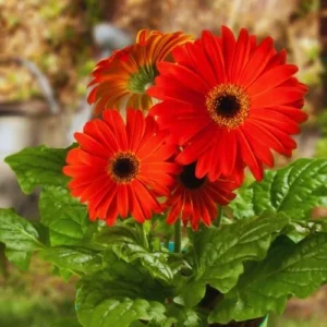 Red Gerbera Daisy Live Plants - Set of 2 Red Daisies, 5-7 Inches Tall, Gardening Flower Plants