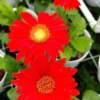 Red Gerbera Daisy Plants Live - 4-6 Inch Daisy Live Plant for Gardening