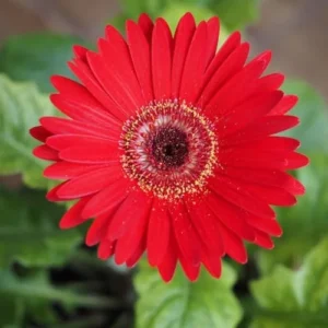 Red Gerbera Daisy Plants Live - 4-6 Inch Daisy Live Plant for Gardening