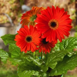 Red Gerbera Daisy Plants Live - 4-6 Inch Daisy Live Plant for Gardening